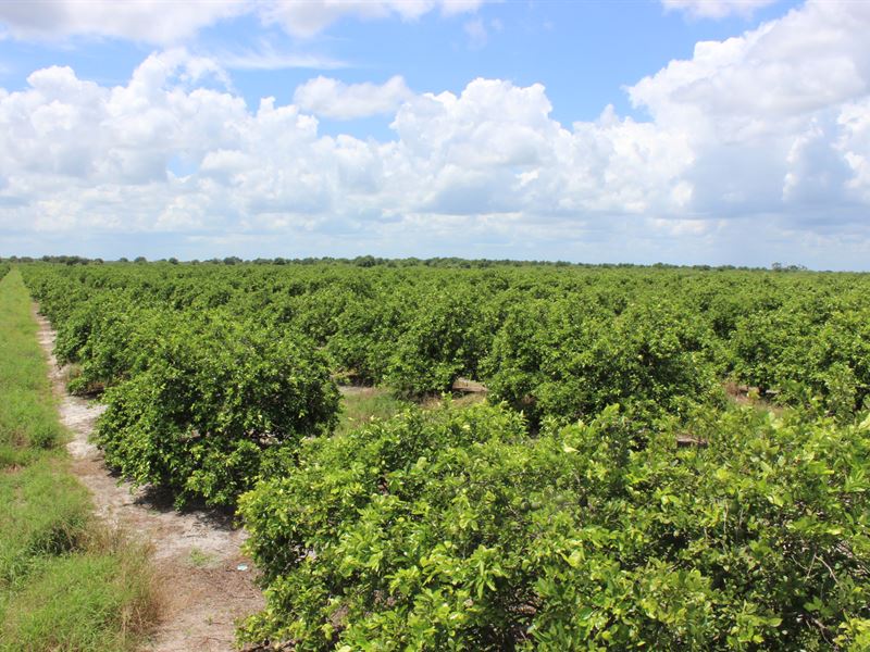 93 Acres. Income Producing Farmland : Labelle : Hendry County : Florida