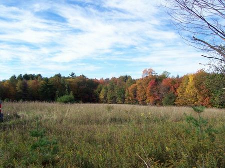 34 Acres Bordered By State Forest : Plymouth : Chenango County : New York