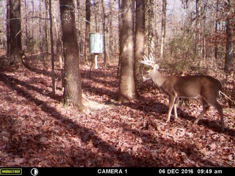 Hunting Acreage Close To Jonesboro : Smithville : Lawrence County : Arkansas