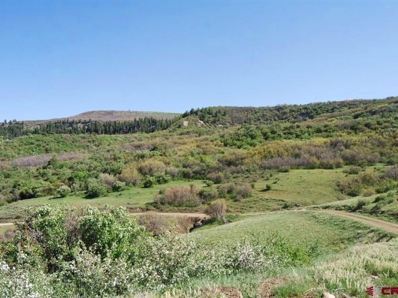Elk Hunting Land Telluride CO : Cahone : Dolores County : Colorado