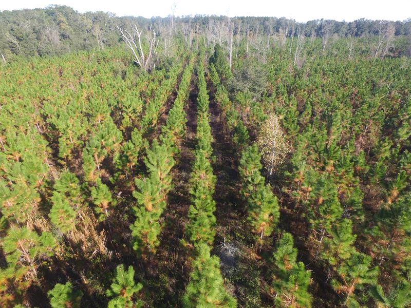 Timber, Recreation, Pasture : Gainesville : Alachua County : Florida