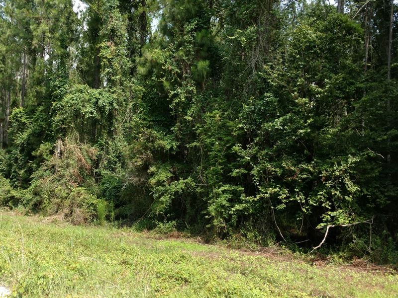 10 Acres In Live Oak, Florida Farm for Sale in Live Oak, Suwannee