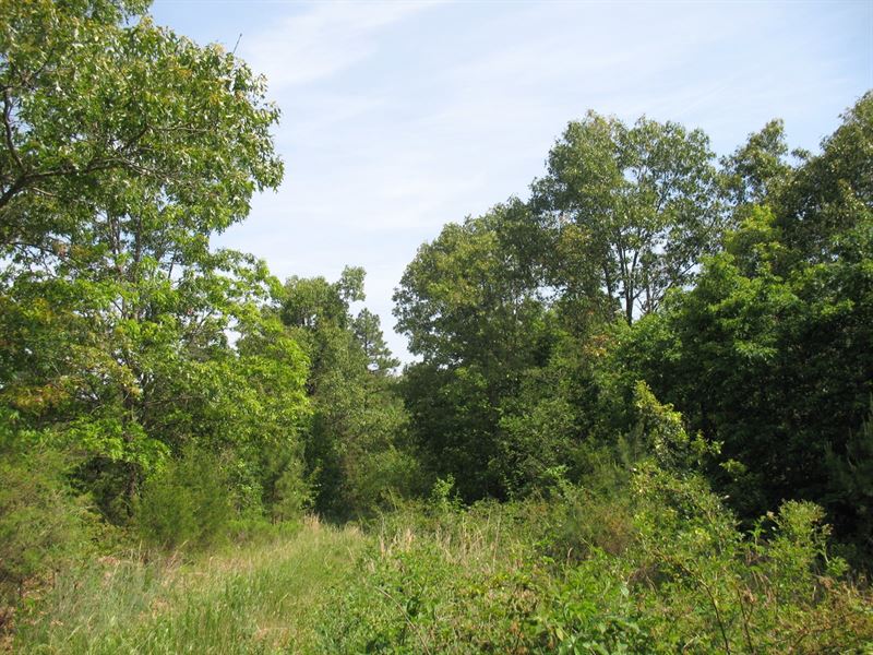 Wooded Acreage Seller Finance, Farm for Sale in Missouri, 163542