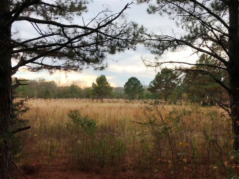 40+ Acres For Sale in Clay County Farm for Sale in Pheba, Clay County