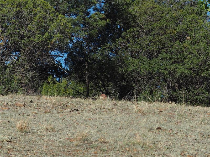 Heron Lake Large Acreage Mountain : Chama : Rio Arriba County : New Mexico