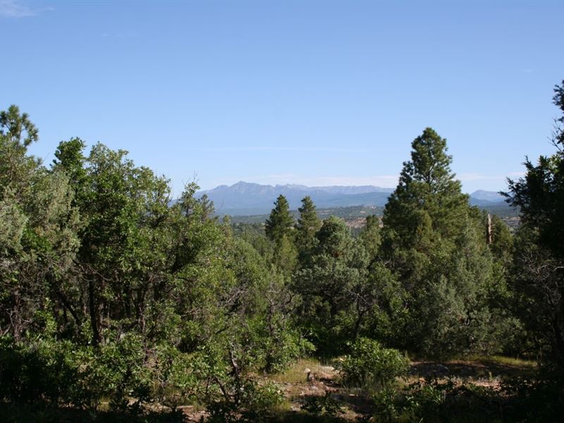 Northern Nm/Co Mountain : Chama : Rio Arriba County : New Mexico