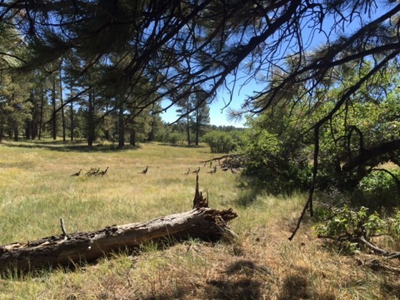 Chama NM Land Recreational Fishing : Chama : Rio Arriba County : New Mexico