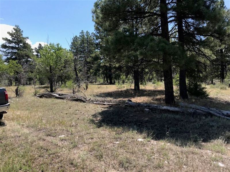 Land South Chama NM Brazos Cliff : Chama : Rio Arriba County : New Mexico
