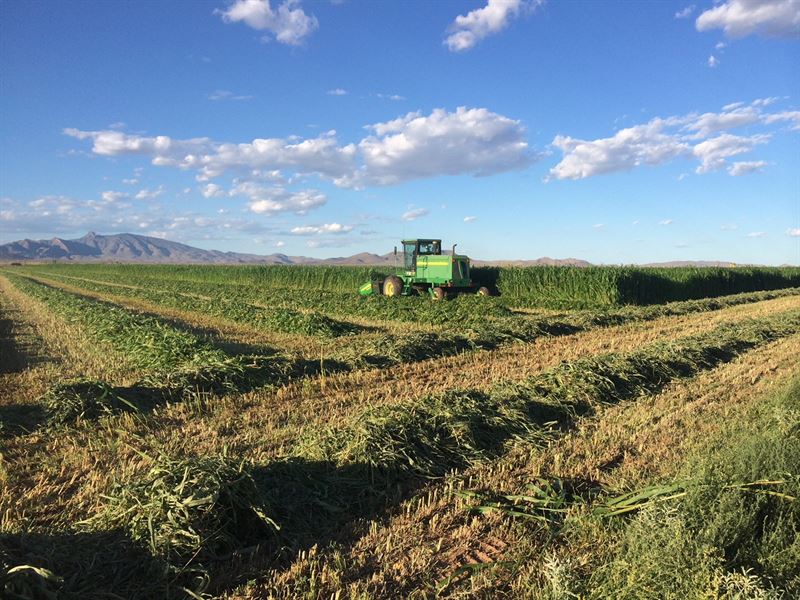 Southern NM Irrigated Farm Large : Deming : Luna County : New Mexico