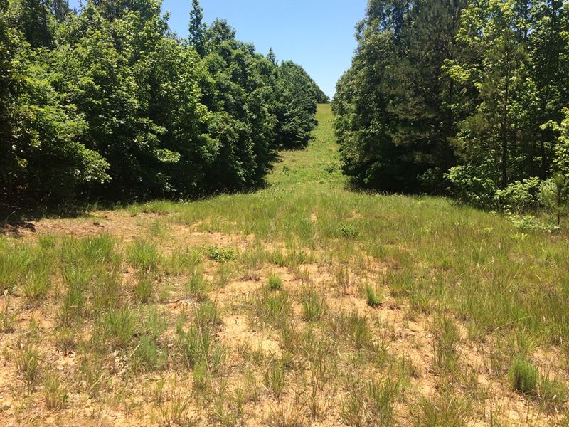 255 Acres Prime Hunting Land : Bethel Springs : McNairy County : Tennessee