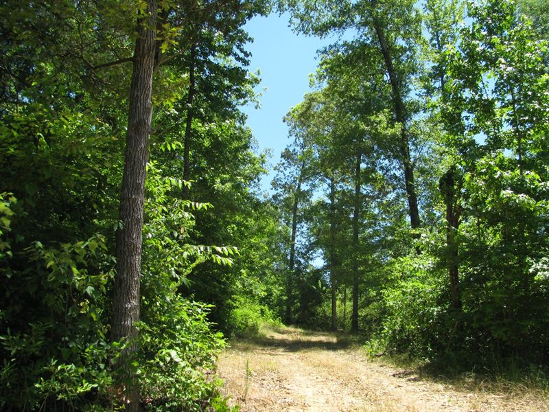 Hunting Building Land McNairy : Finger : McNairy County : Tennessee
