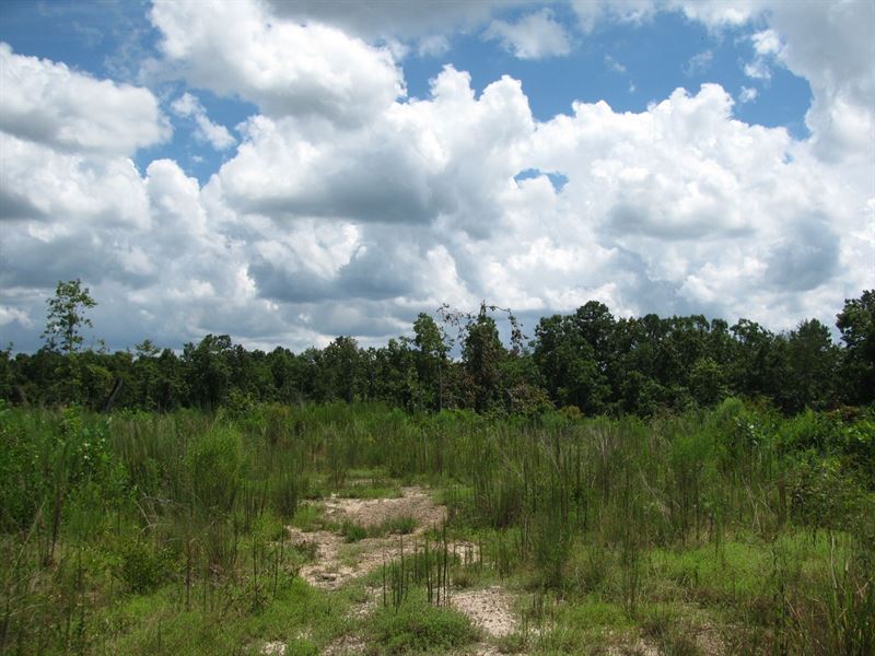 Hunting Land Tennessee, Wooded Farm for Sale in Savannah, Hardin