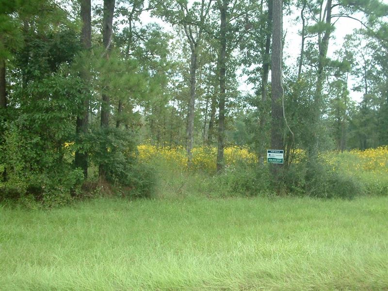 45 Acres Wooded Residential Land : Lufkin : Angelina County : Texas