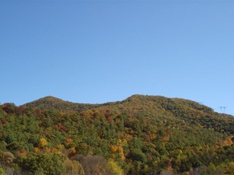 Large Acreage Hunting Recreational : Bland : Bland County : Virginia