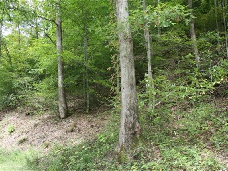Secluded Wooded Acreage Bristol VA : Bristol : Washington County : Virginia