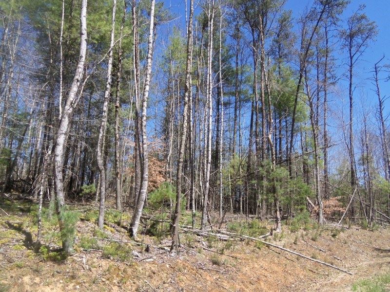 Floyd VA Land for Sale : Floyd : Floyd County : Virginia