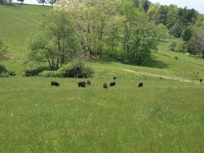 163 Acres Land Located Carroll : Meadows Of Dan : Patrick County : Virginia