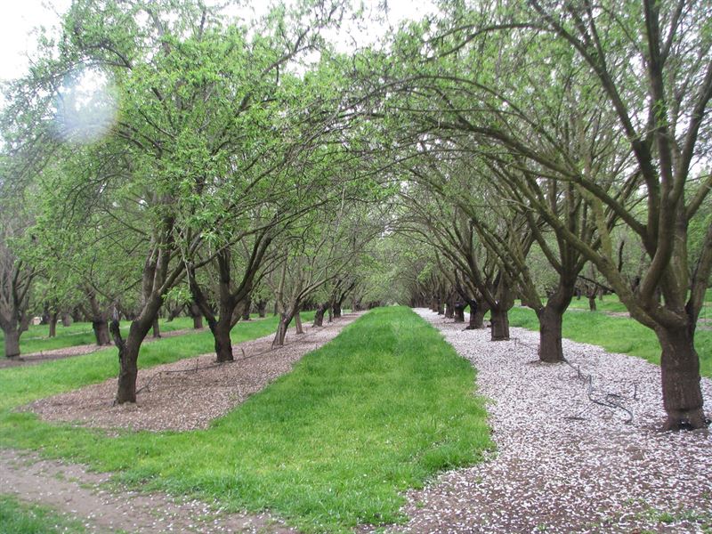 Esparto, Ca, Producing Almond : Esparto : Yolo County : California