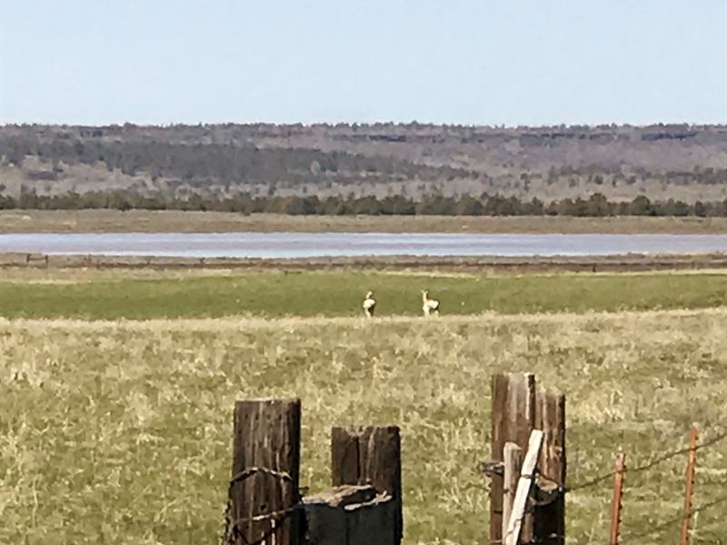 Modoc CA Davis Creek Pasture Ranch : Davis Creek : Modoc County : California