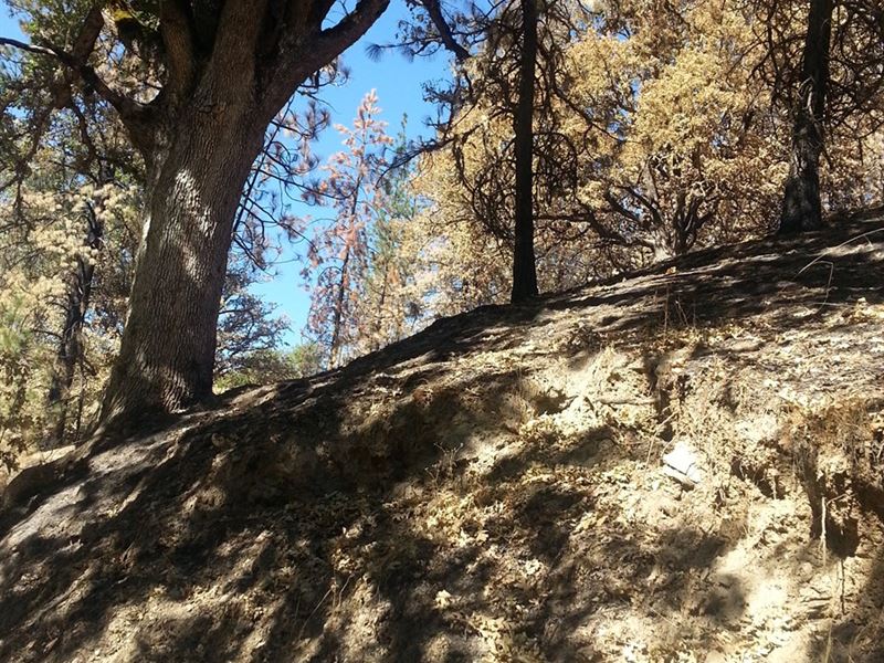 Seiad Valley Gap Fire Timber : Klamath : Siskiyou County : California