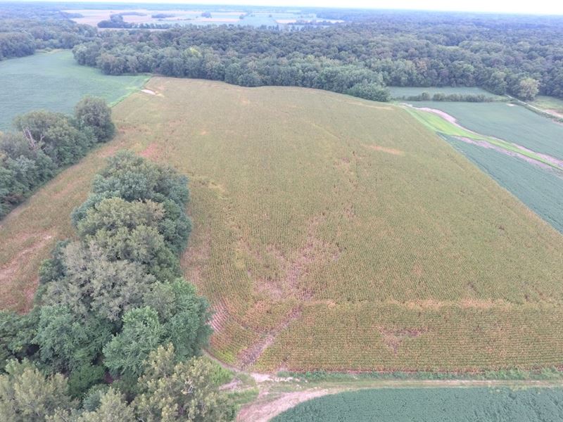 Farmland for Sale : Newton : Jasper County : Illinois