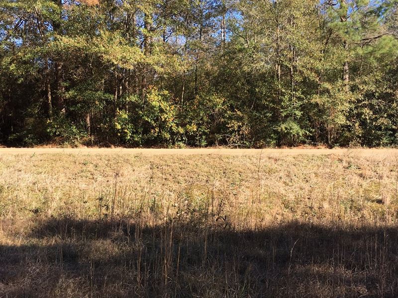 Spacious 26 Acre Home Site Weekend : Covington : Saint Tammany Parish : Louisiana
