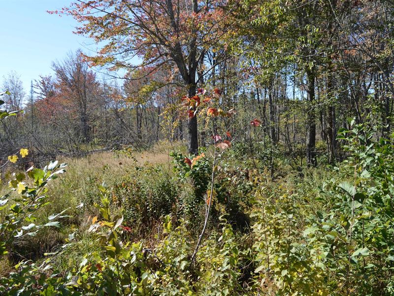 Maine Land For Sale in Carroll Plt Farm for Sale in Carroll