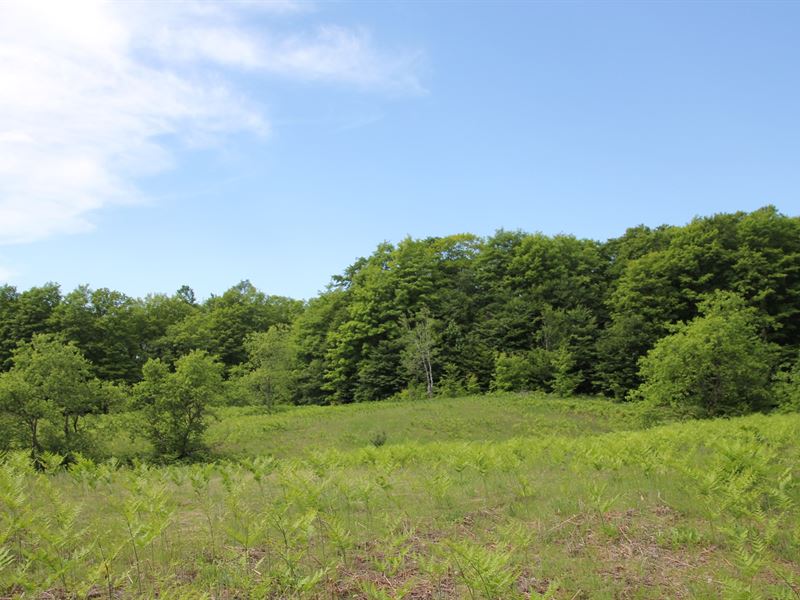 Vacant Land, 120 Acres Elmira, Farm for Sale in Michigan, 170902