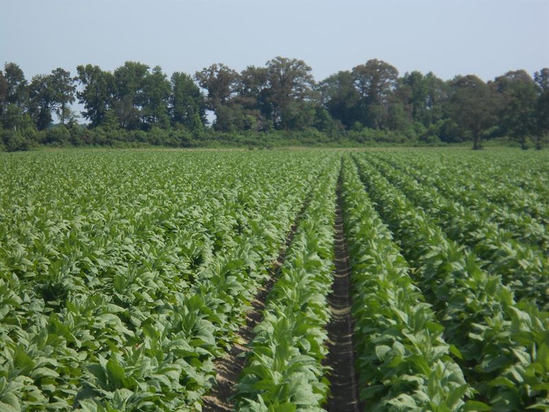Farmland Eastern Nc, Martin County : Jamesville : Martin County : North Carolina