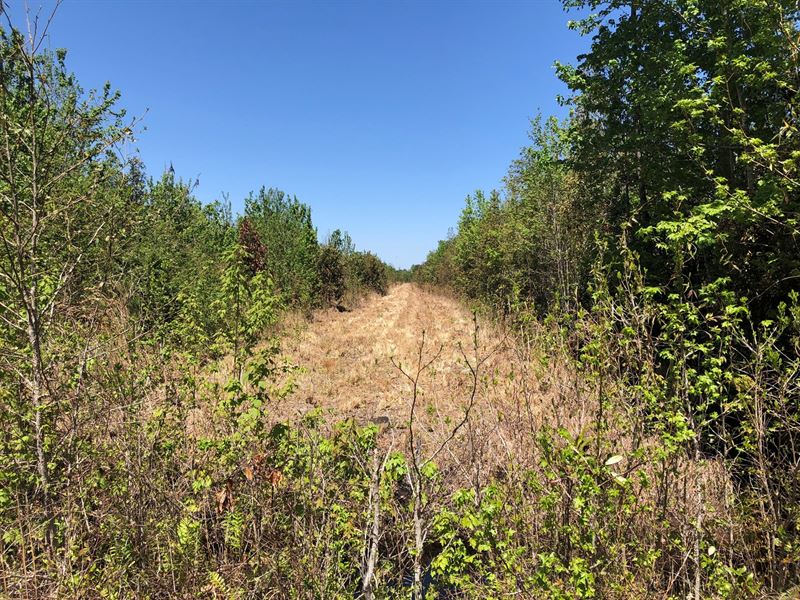 Timber Tract, Pamlico Co., NC, Farm for Sale in North Carolina, 171349