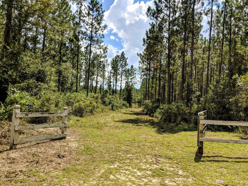 Hunting and Timber Near Tallahassee, Farm for Sale in Florida, 173439