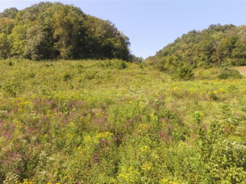 72.68 Ac, Creek, Pasture, Mtn Views : Whitleyville : Jackson County : Tennessee