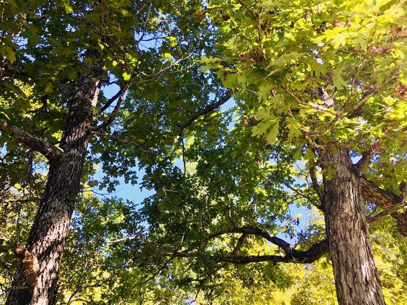Timber and Ranch Land with Great : Glencoe : Fulton County : Arkansas