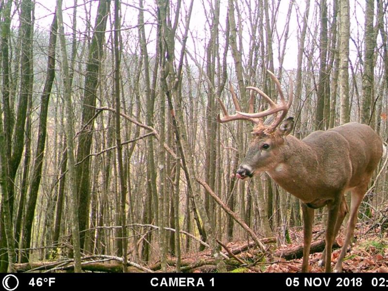 Affordable Hunting Land for Sale, Farm for Sale in Wisconsin, 174290