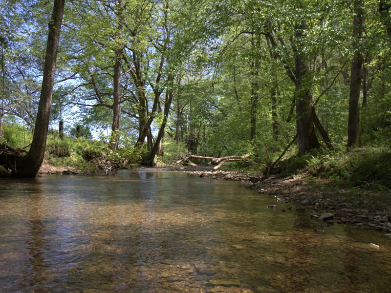 Beautiful 50 Acres On Leatherwood : Slayden : Dickson County : Tennessee
