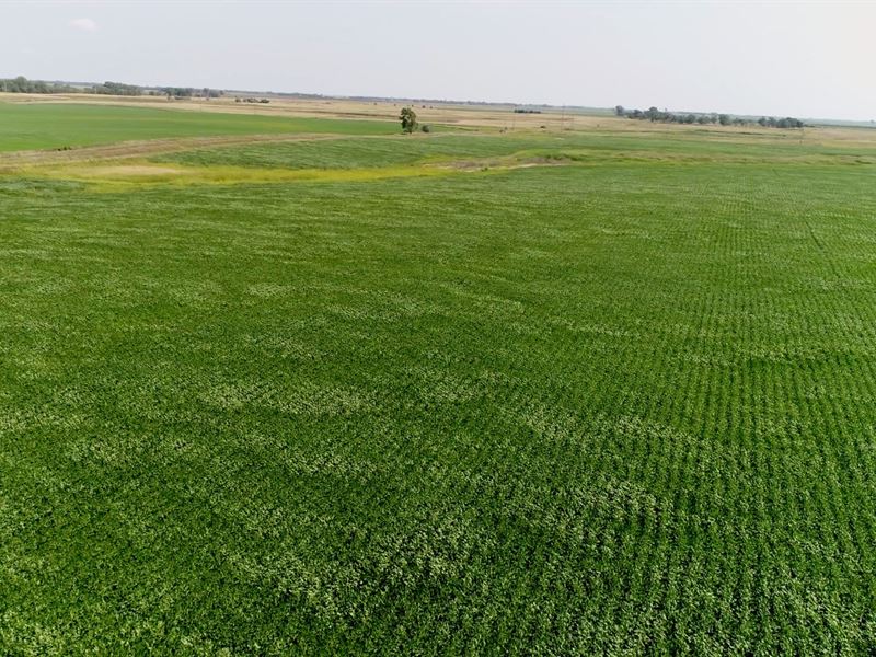 131.49 Acres in Sdanborn County Sd, Farm for Sale in South Dakota