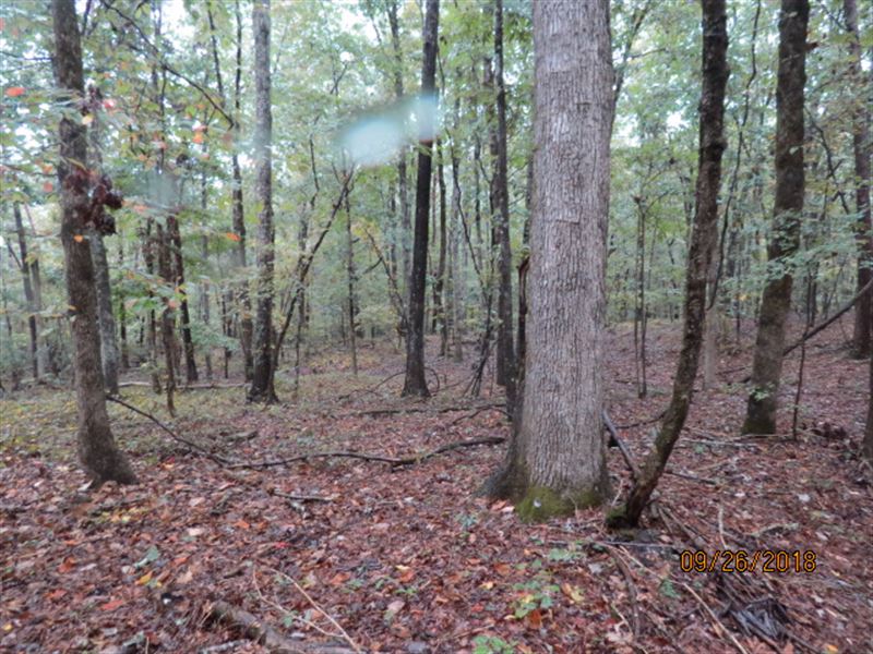 Cheap Hunting Land Ready To Hunt : Brookwood : Tuscaloosa County : Alabama