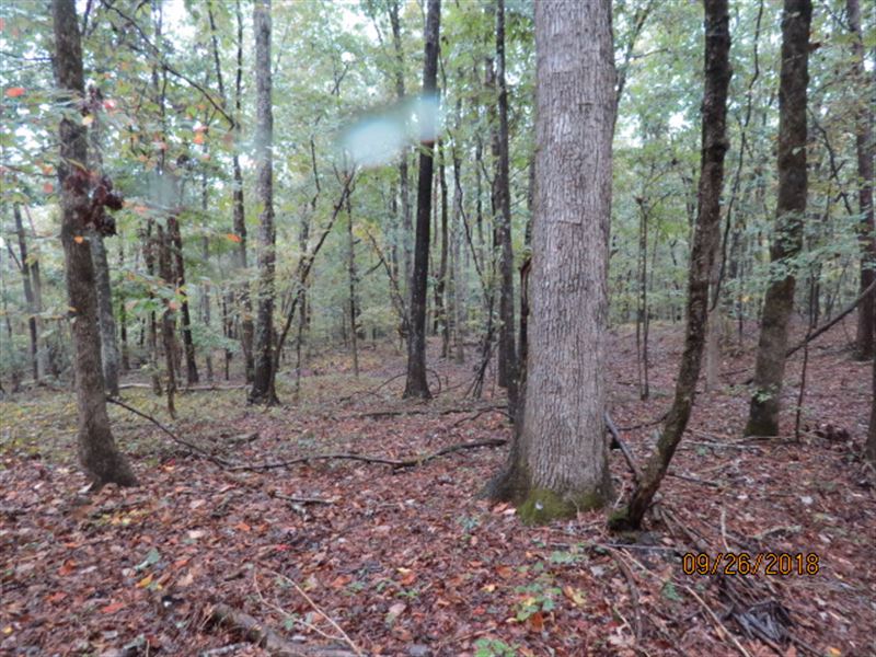 Cheap Hunting Land Ready To Hunt, Farm for Sale in Alabama, 175745 FARMFLIP