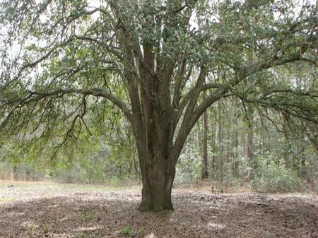 Pineview Tract : Cottageville : Colleton County : South Carolina