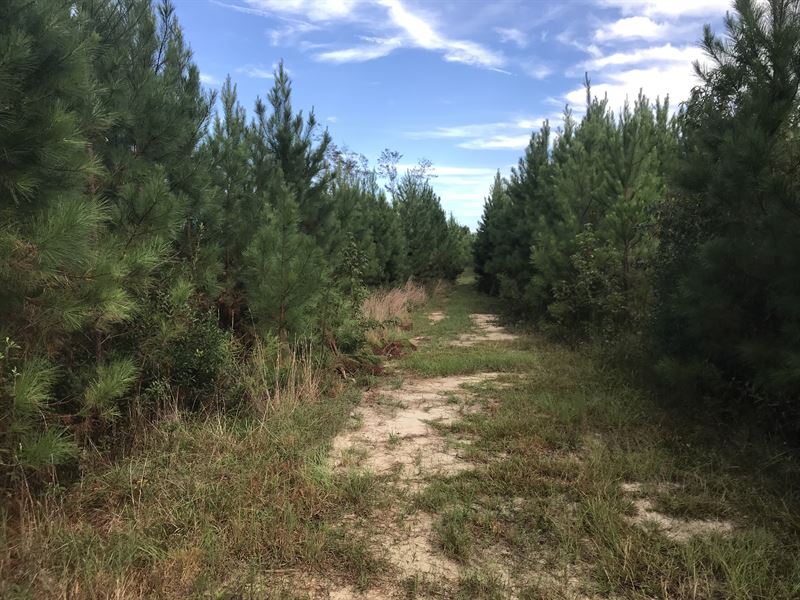 Thrift Timber Tract : Millen : Jenkins County : Georgia