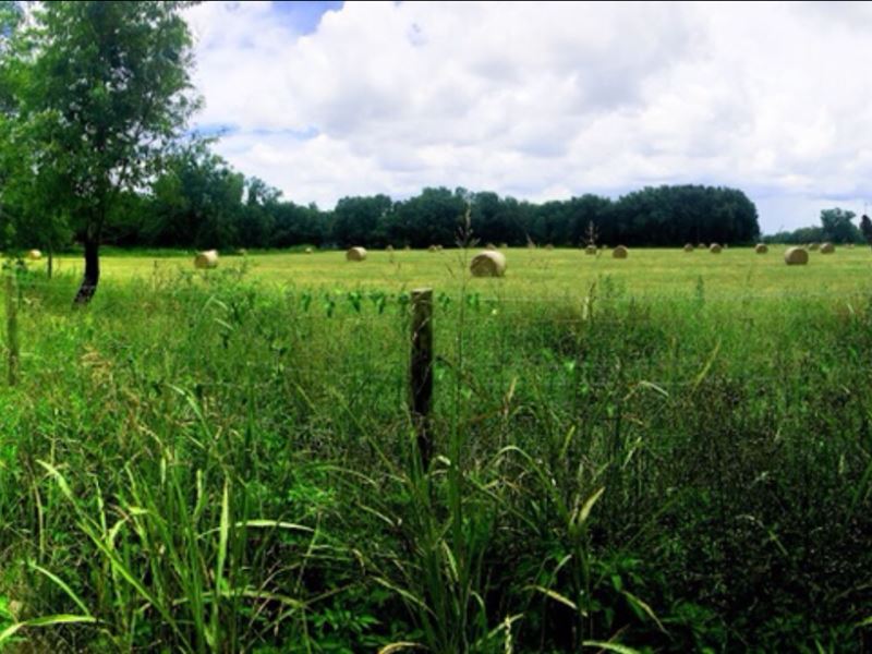 Beautiful Chiefland Acreage : Chiefland : Levy County : Florida