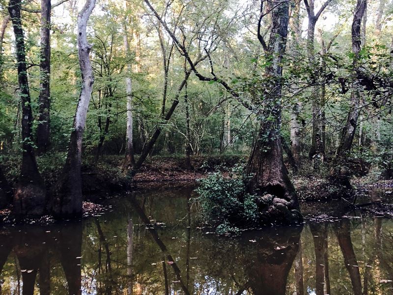 Bond Swamp/ Brown's Mount : Macon : Bibb County : Georgia