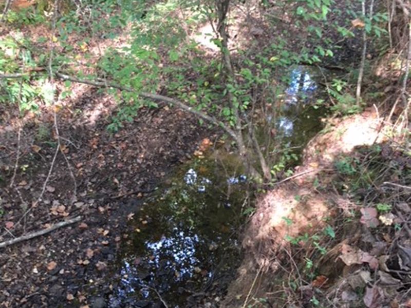 Metasville Woods : Washington : Wilkes County : Georgia