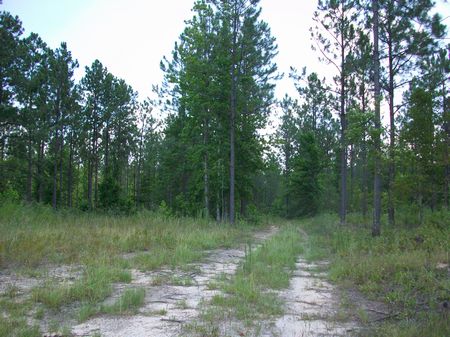 92 Acres Timber and Recreation Land : Eastman : Dodge County : Georgia