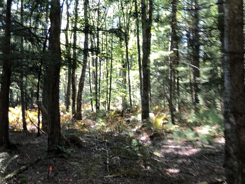 Towering Pines : Vienna : Oneida County : New York