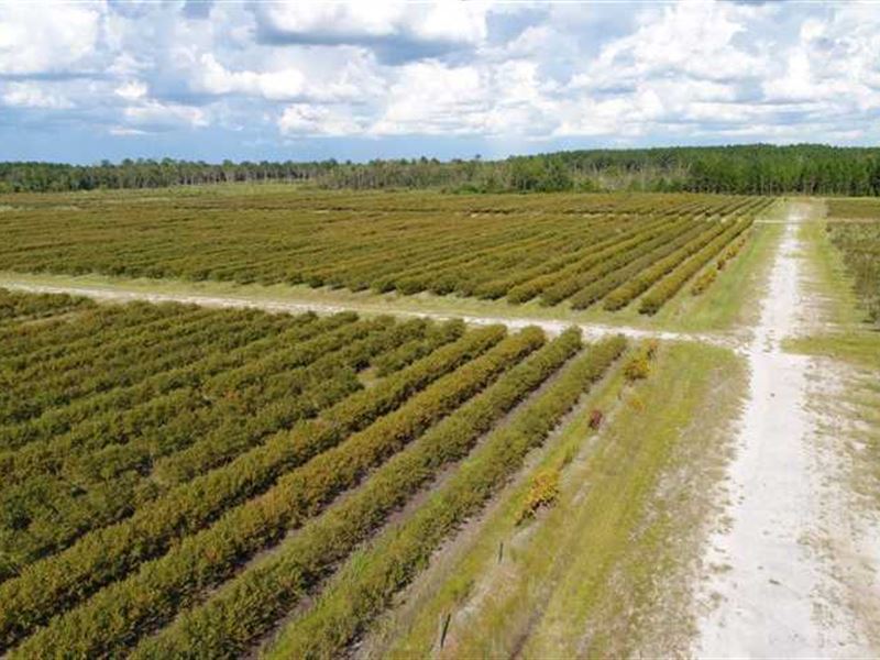 175 Acre Blueberry Farm for Sale, Farm for Sale in 178958