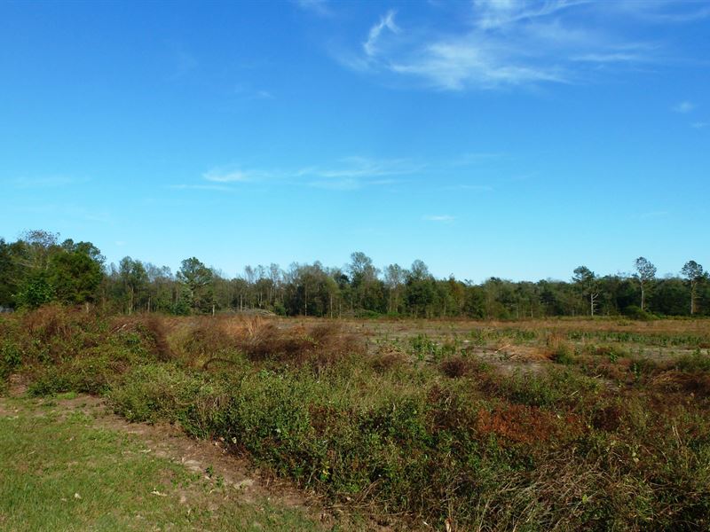 Cleared Land Borders Creek Farm for Sale in Albertson, Duplin County