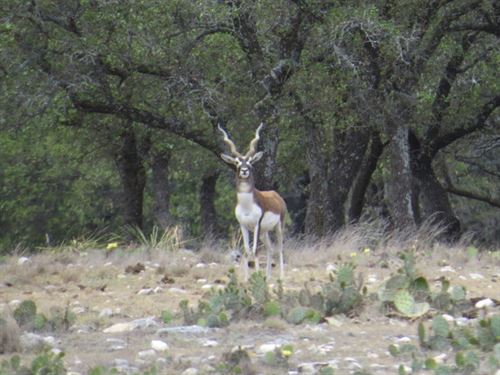 Ranch, Electric & Power, Low Down : Menard : Texas