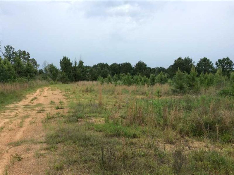 Robbins Creek Tract, Winn Parish, 7 : Atlanta : Winn Parish : Louisiana