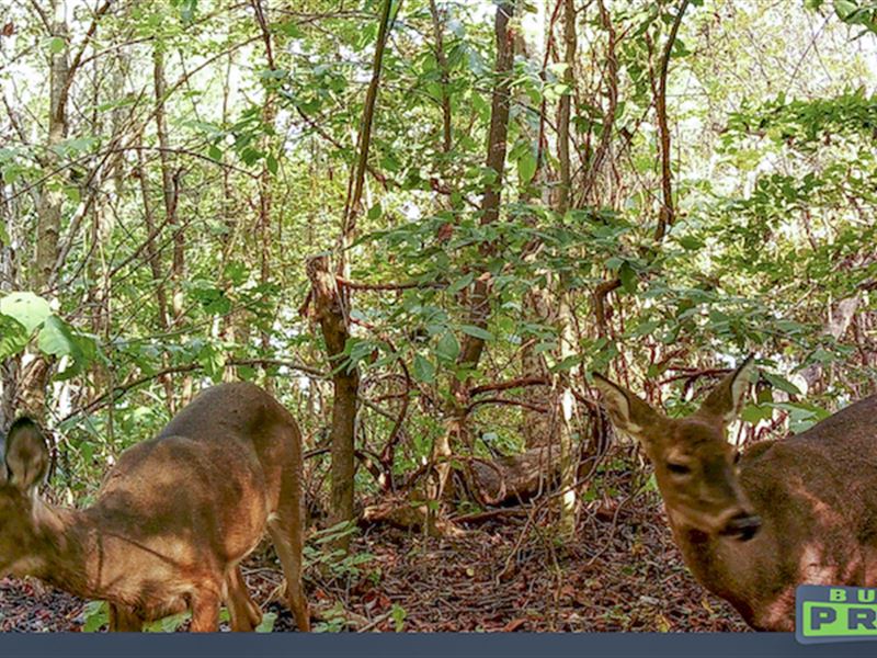 Leffler Rd, 5 Acres : Roseville : Muskingum County : Ohio